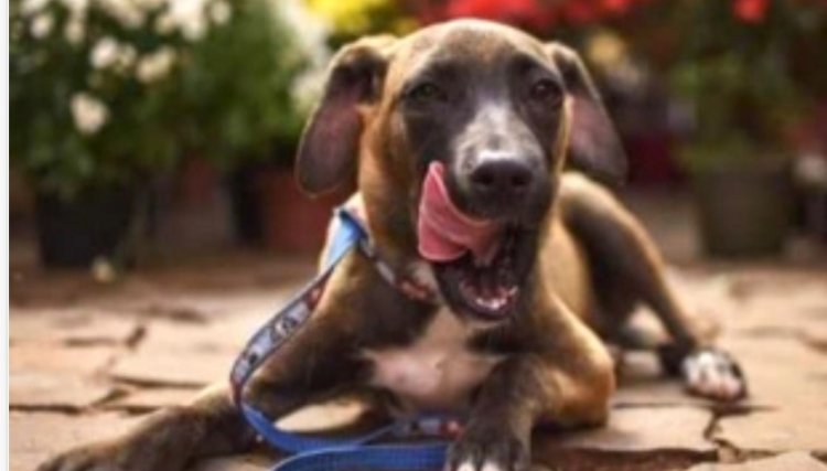 Conselho Estadual de Direitos Animais terá nova composição para gestão 2022/2023