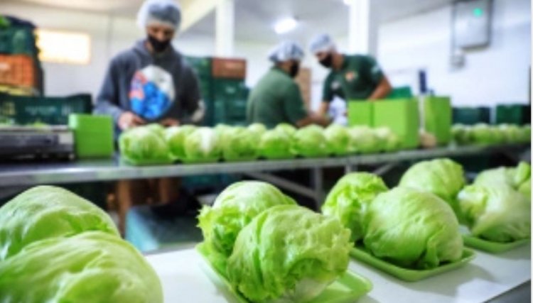 Com milhares de produtores certificados, Paraná aposta no cultivo de orgânicos