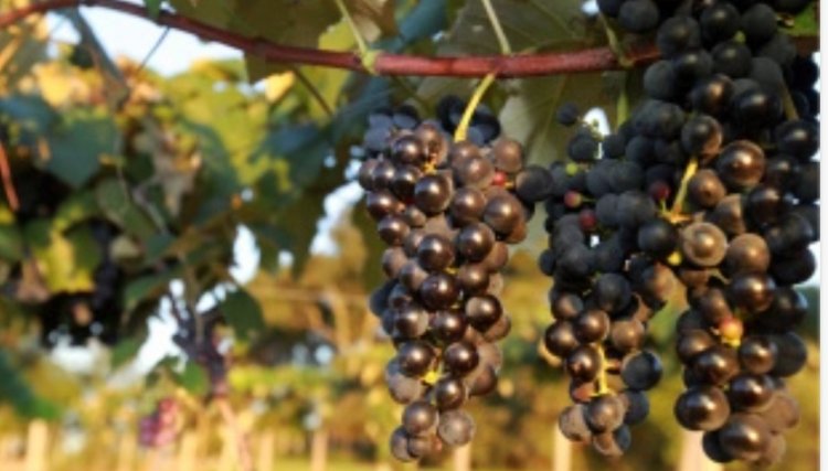 Colheita de uva já começou no Paraná, sexto maior produtor da fruta no Brasil