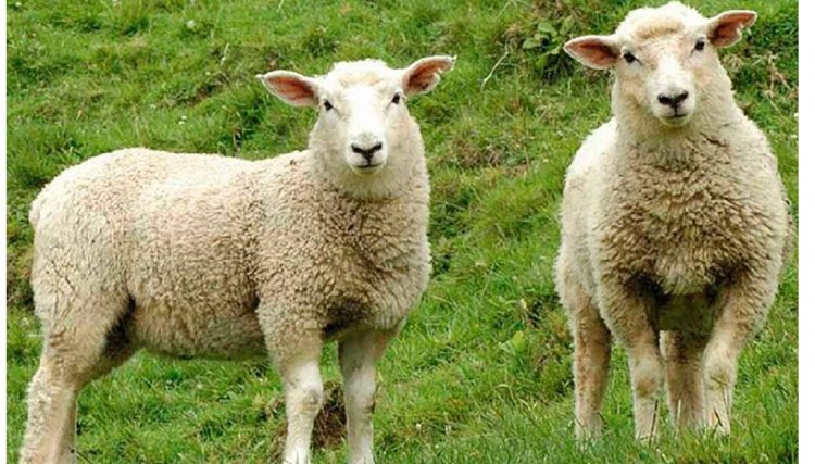 34º Show Rural Coopavel vai trazer novidades nas mais diferentes áreas