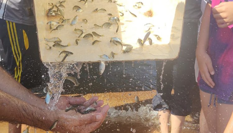 Governo realiza a soltura de 105 mil peixes nativos no Rio Paraná