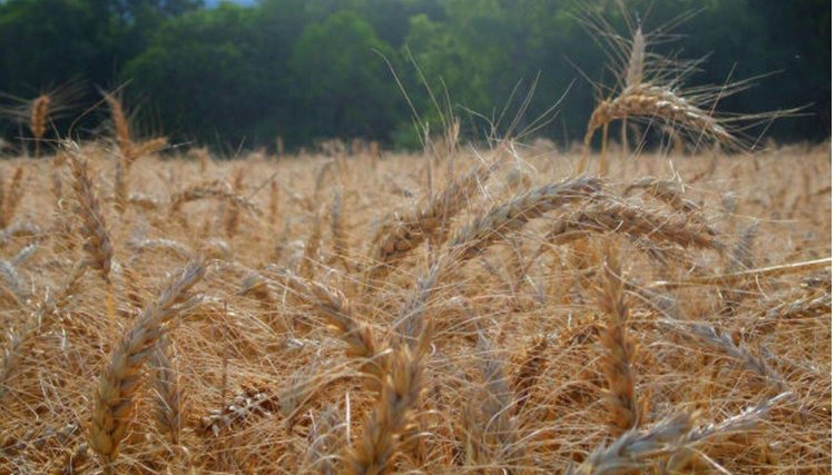 Fertilizante ecológico pode reduzir dependência de importação