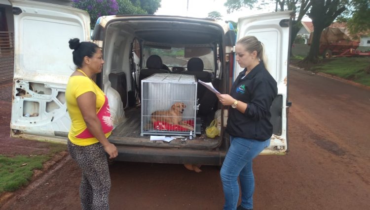Castração gratuita de cães em Nova Aurora é intensificada e já atinge grande população canina