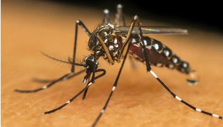 Boletim semanal da dengue registra mais quatro óbitos no Paraná