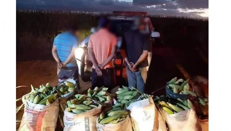 Três homens são presos furtando milho na região
