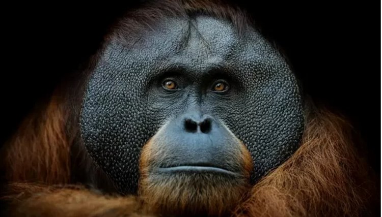 Orangotango ameaçado de extinção é visto fumando em zoológico no Vietnã; veja vídeo