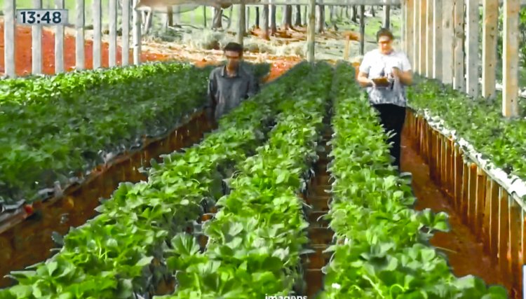 Morangos São José sem uso de agrotóxico direto do campo para a sua casa você encontra em Cafelândia 