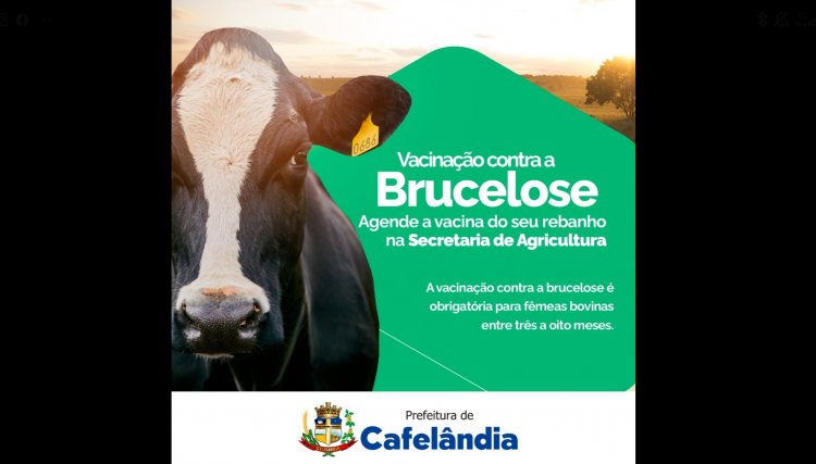 Secretaria de Agricultura de Cafel&acirc;ndia realiza vacina&ccedil;&atilde;o contra brucelose e refor&ccedil;a a obrigatoriedade da mesma