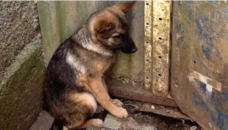 Penalidades mais r&iacute;gidas para agressores de animais j&aacute; est&atilde;o em vigor no Paran&aacute;