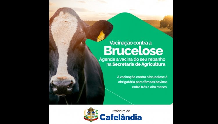 Secretaria de Agricultura de Cafel&acirc;ndia refor&ccedil;a import&acirc;ncia da obrigatoriedade da vacina&ccedil;&atilde;o contra brucelose