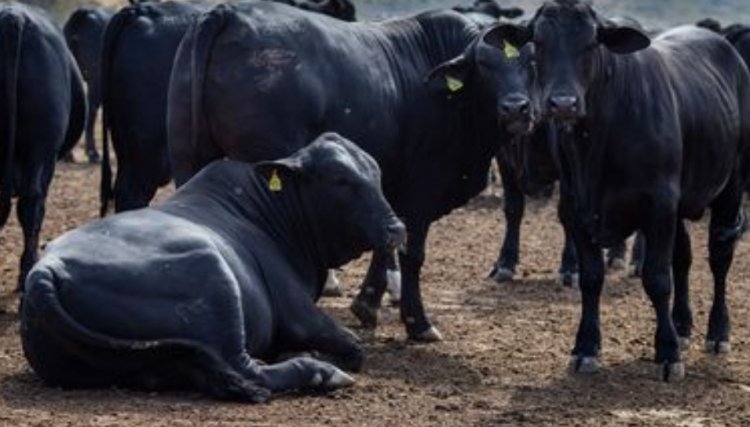 Rebanho bovino nacional teve aumento de 3,1% em 2021
