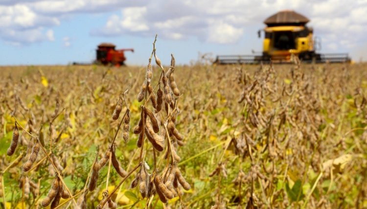 Plantio de soja avança no Paraná e chega a 15% da área esperada, aponta Deral