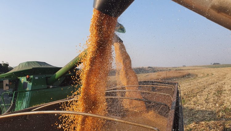 Com alta produtividade colheita de milho entra na reta final, mas preços preocupam os produtores, veja o vídeo 