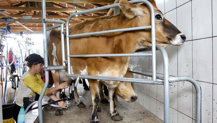 Pressão dos custos reduz e produtores de leite terminam ano em melhores condições no Paraná