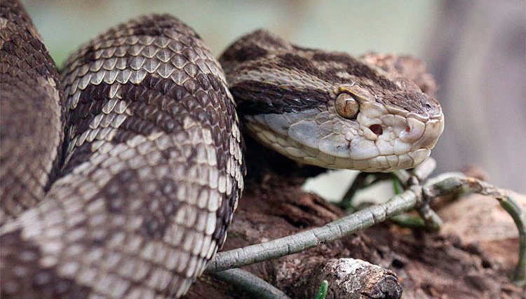 PR registra uma média de mil acidentes com serpentes por ano, causando mortes e amputações dos membros