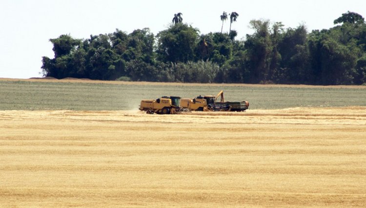 Seca histórica no Paraná atrasa plantio e pode comprometer próximas safras de grãos