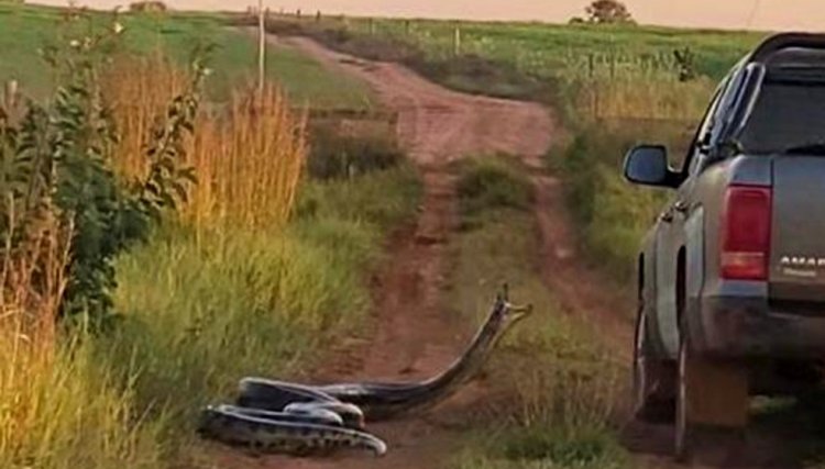 Pecuarista encontra cobra de 7 metros que tentou dar bote 