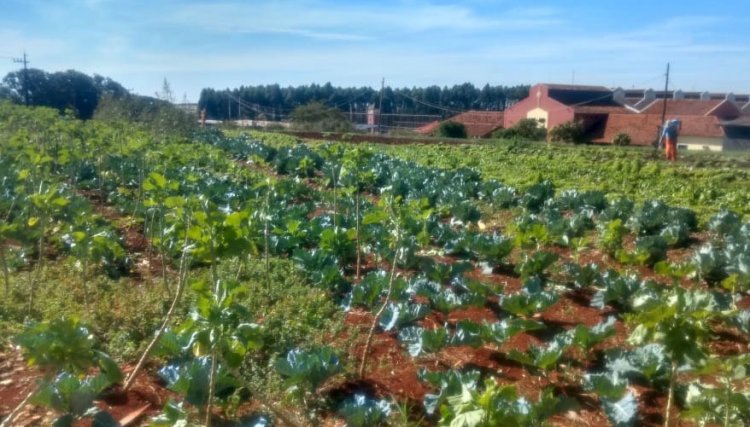 Horta da Penitenciária de Cascavel ganha conceito de reaproveitamento 