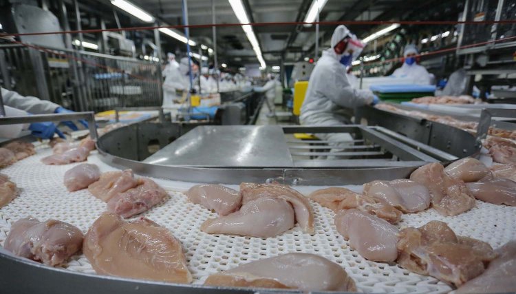 PR liderou produção nacional de frangos em 2022, apenas a Copacol abateu 201 milhões de aves