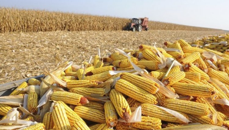 Quebra na produção da segunda safra de milho foi de 186 mil toneladas no PR