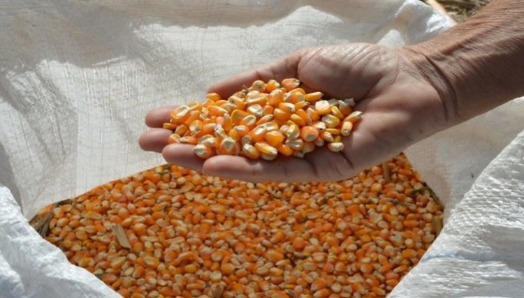 Milho: preço da saca vai subir e trazer bom rendimento para o produtor