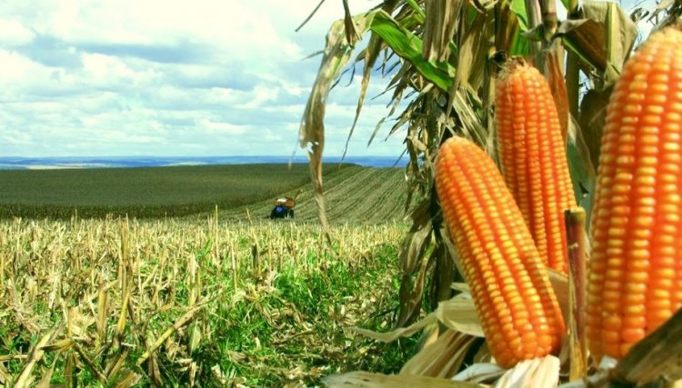 No Brasil o milho registra preços diferentes dependo das regiões