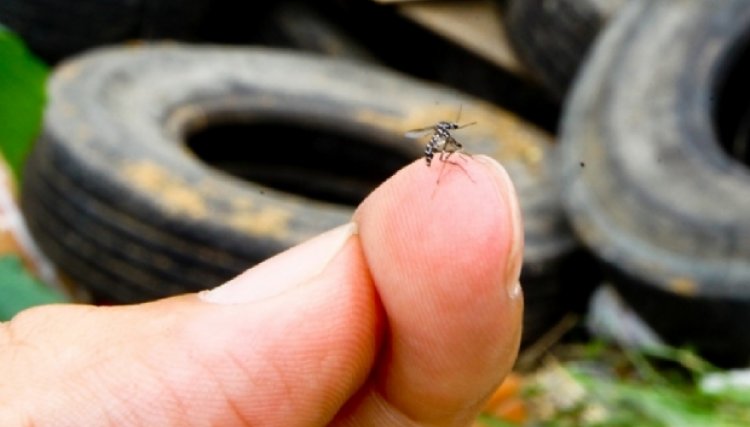 Mais 10 mortes confirmadas de dengue no PR acumulando ao todo 132 óbitos