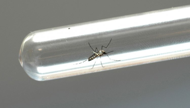 Paraná registra 132 novos casos de dengue
