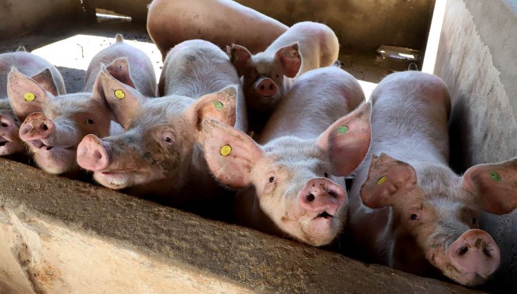 Puxado por Toledo, Paraná mira novos mercados internacionais na carne suína