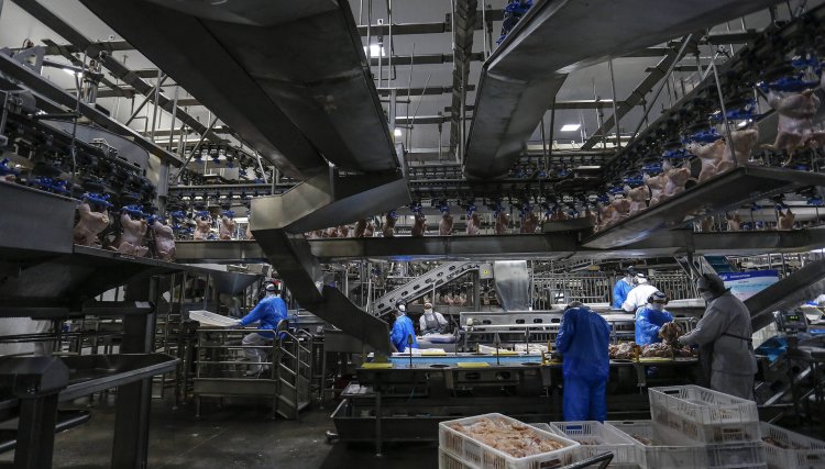 PR produz um terço da carne de frango do Brasil, apenas a Copacol produziu 476,6 mil toneladas em 2020