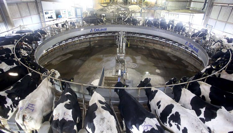 Levantamento da Agricultura mostra cenário do mercado do leite e derivados