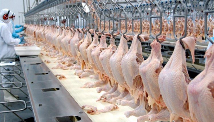  México prepara cota para importação de 30 mil toneladas de frango do Brasil 