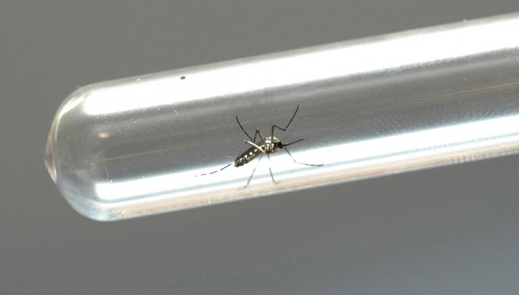 503 novos casos de dengue e dois óbitos