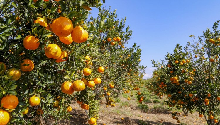 Condições climáticas afetam frutas de diferentes formas, analisa boletim agropecuário