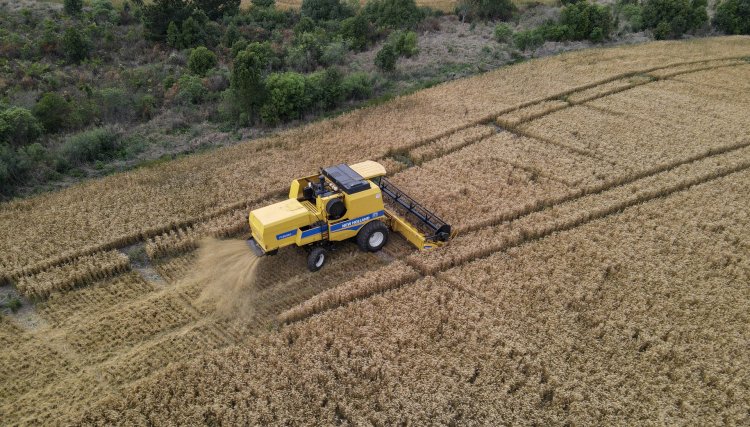 Conheça a cidade do Paraná que tem o título de capital nacional do trigo