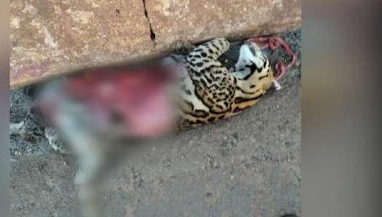 Jaguatirica é atropelada e morta na PR 495
