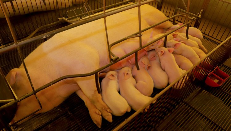 Produção animal do PR cresce no 2º trimestre e fortalece a economia 