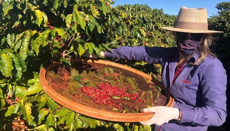 Cooperadas da Copacol se unem para produzir café especial