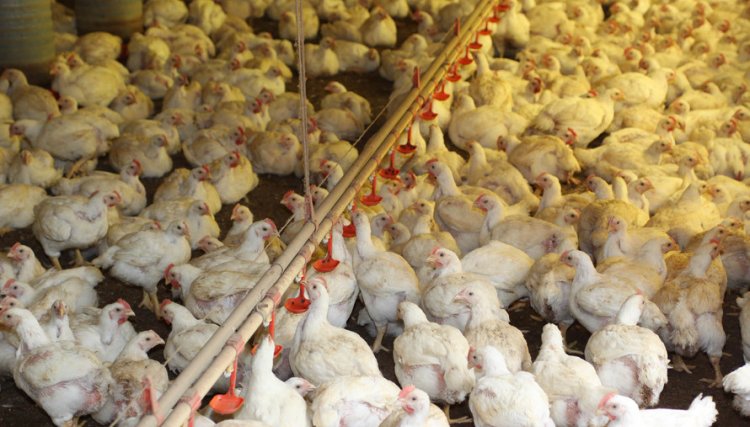 VBP do PR bate recorde e soma R$ 97,7 bilhões, com destaque para a Soja e o frango