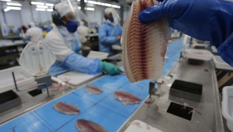 Produção de tilápia transforma vidas no Oeste do Paraná e a Copacol se destaca como a maior produtora do Estado  