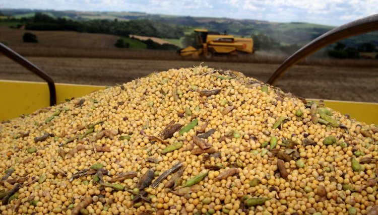 Produção agropecuário do Paraná de 2019 pode atingir R$ 93 bilhões