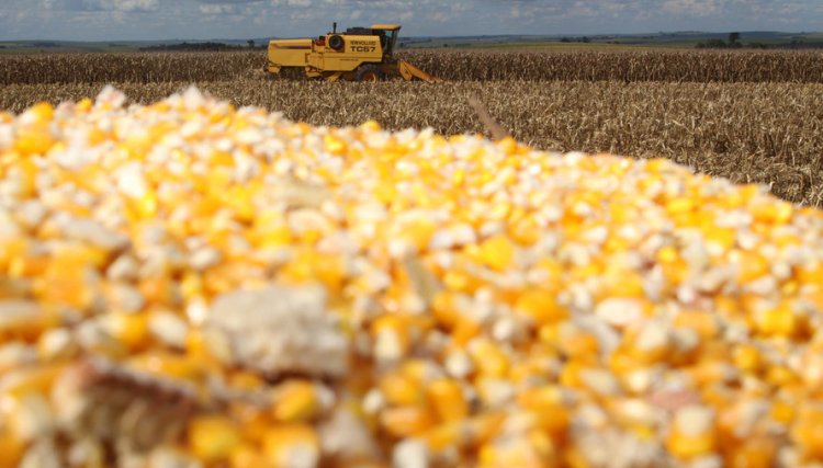 Boletim agropecuário ressalta bons preços do milho ao produtor