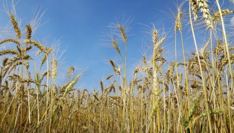 Geadas preocupam produtores de milho, mas podem ajudar aclimatação do trigo