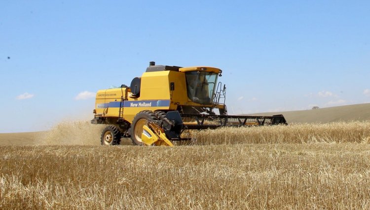 Trigo chega à reta final da colheita com preços em alta