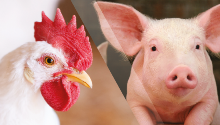 Brasil bate 600 mil toneladas de frango e 1 milhão de toneladas de suínos em exportações para a Ásia em 2020