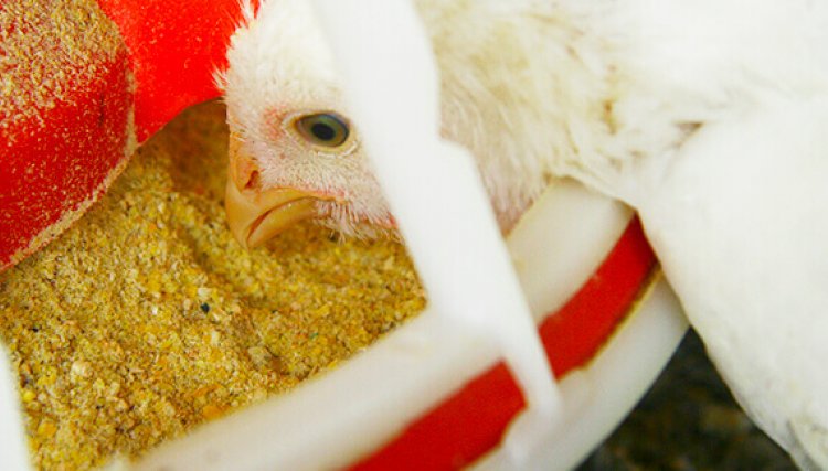 Custos para produzir frangos e suínos já subiram 40% no período de 12 meses