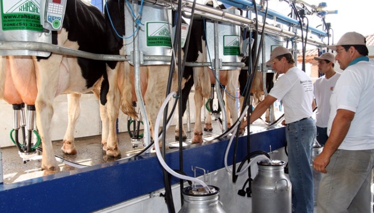 Agência do Trabalhador de Cafelândia informa que há vaga para a atividade leiteira