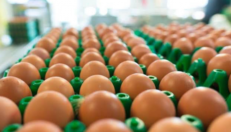 Preço do ovo sobe 15% em apenas um mês, segundo IPCA; entenda quando pode baixar