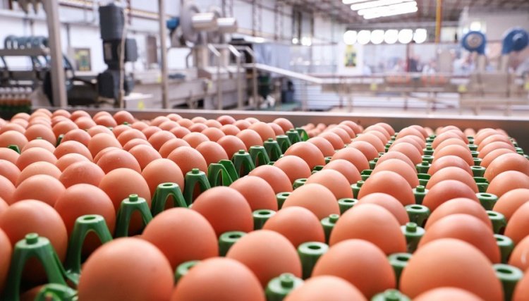 Volume de ovos exportados pelo Brasil bate recorde