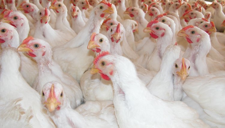Mais de 155 mil frangos morrem por dia e avicultores perdem milhões